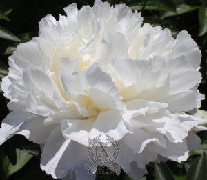 Thumbnail of Peony In Full Sail, image 1 of 1