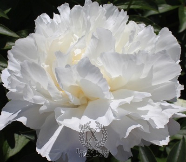 Peony In Full Sail