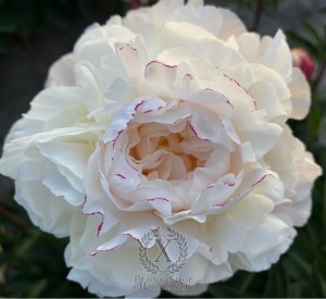 Thumbnail of Peony In Memory of Ak-ka Tsitsin, image 1 of 2