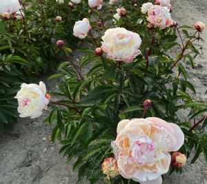 Thumbnail of Peony In Memory of Ak-ka Tsitsin, image 2 of 2