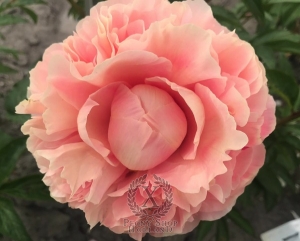 Thumbnail of Peony In the Lap of the Gods, image 1 of 2