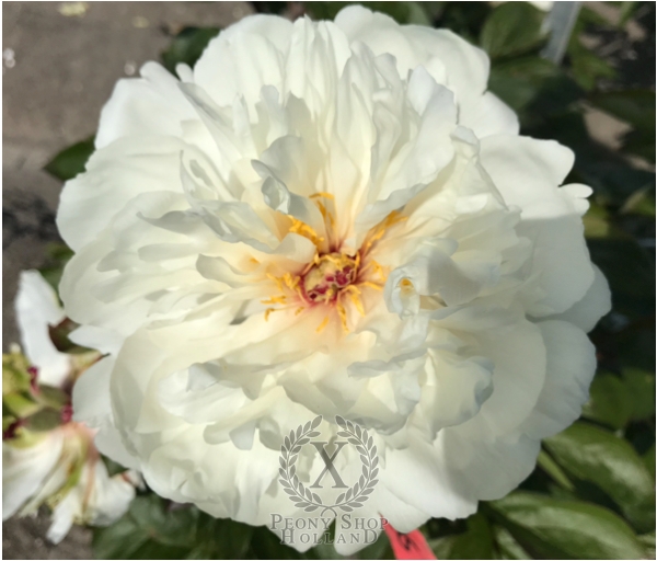 Peony Incitatus