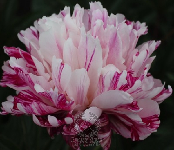 Peony Independence Day