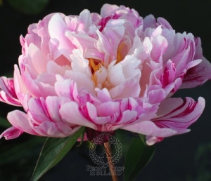 Thumbnail of Peony Independence Day, image 2 of 2