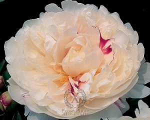 Thumbnail of Peony Ivory Escort, image 1 of 1