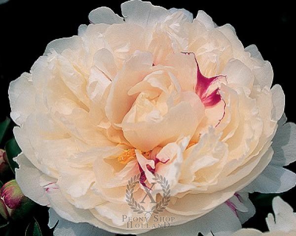 Peony Ivory Escort, image 1 of 1