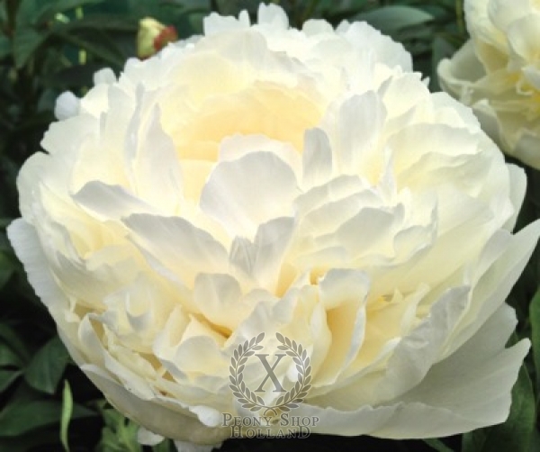 Peony Ivory Victory, image 1 of 4