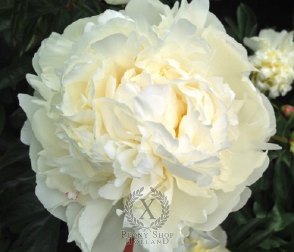 Peony Ivory Victory, image 2 of 4