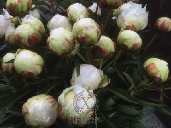 Peony Ivory Victory, image 4 of 4