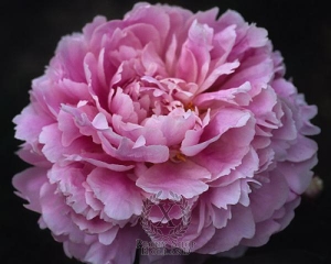 Thumbnail of Peony Jackpot, image 1 of 1