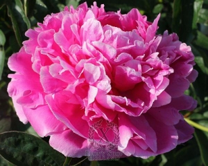 Thumbnail of Peony Jacorma, image 1 of 1