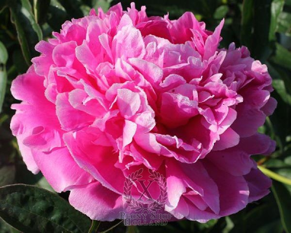 Peony Jacorma