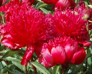 Thumbnail of Peony Jean Ericksen, image 1 of 1