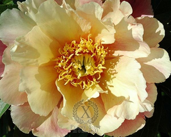 Peony Joanna Marlene