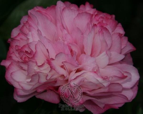 Peony Joker