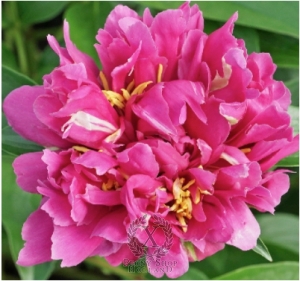 Thumbnail of Peony Joyful Adornment, image 1 of 1