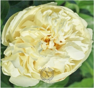 Thumbnail of Peony Joyful Anointing, image 1 of 1