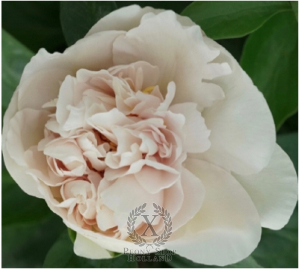 Peony Joyful Beginning