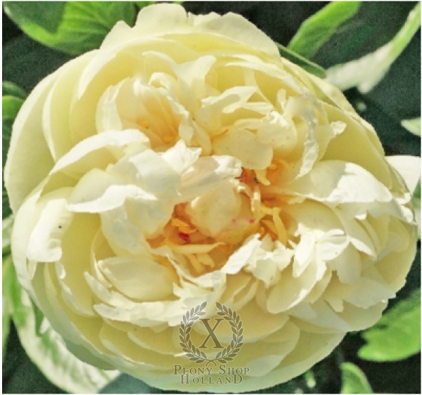 Peony Joyful Bliss, image 1 of 1