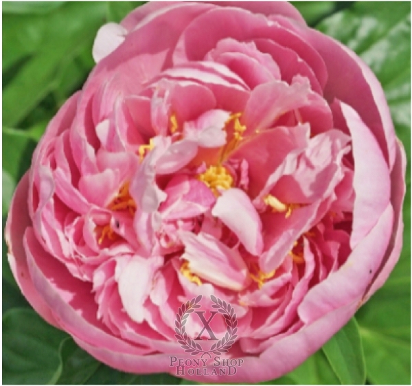 Peony Joyful Celebration