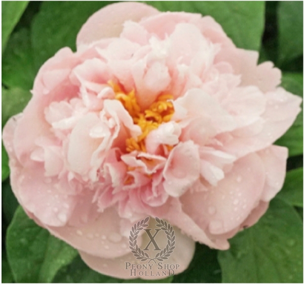 Peony Joyful Compassion