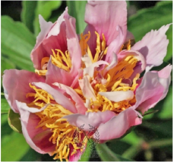 Peony Joyful Dancing