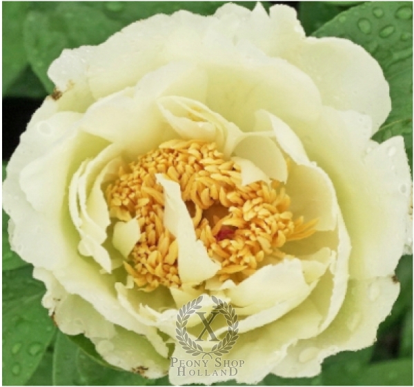 Peony Joyful Desire