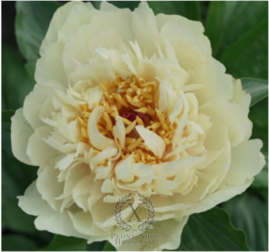 Peony Joyful Frills at peony nursery