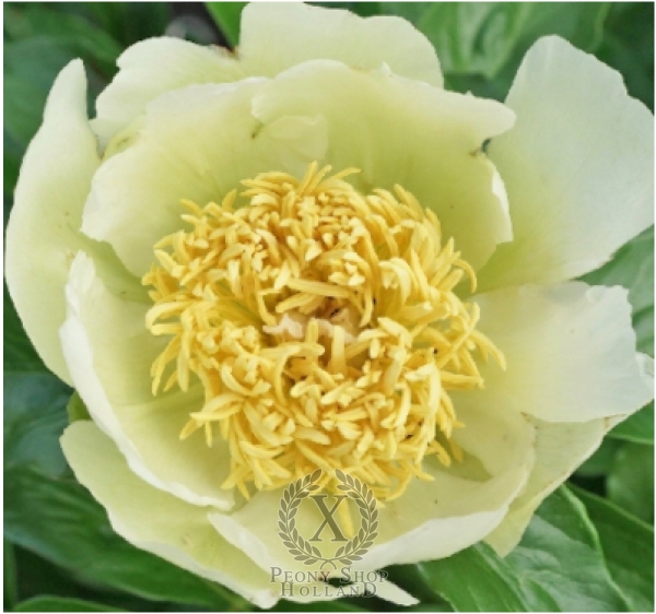 Peony Joyful Gleam