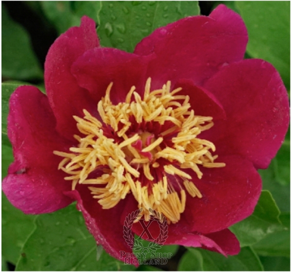 Peony Joyful Harmony