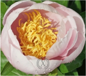 Thumbnail of Peony Joyful Hope, image 1 of 1