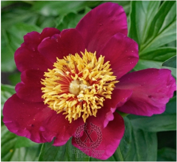 Peony Joyful Horizon