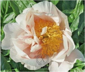 Thumbnail of Peony Joyful Hush, image 1 of 1