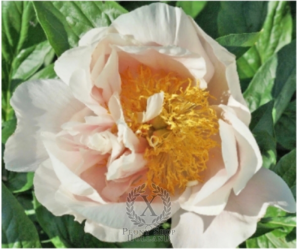 Peony Joyful Hush