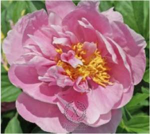Thumbnail of Peony Joyful Love, image 1 of 1