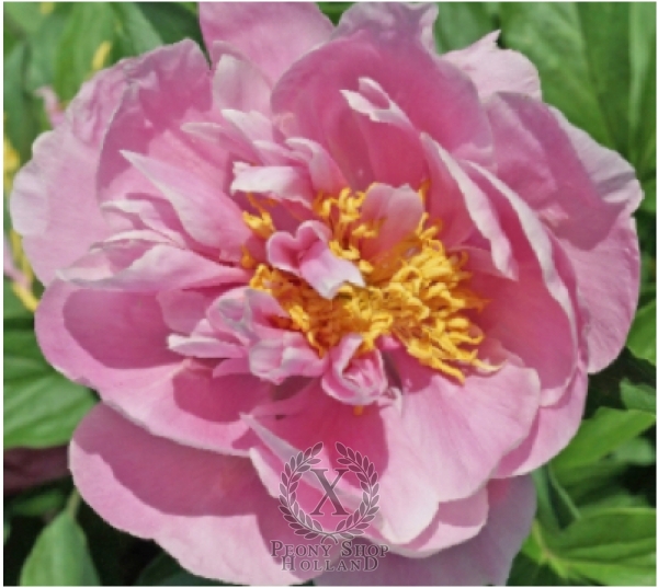 Peony Joyful Love