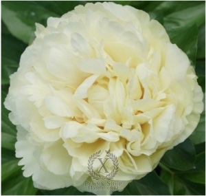 Thumbnail of Peony Joyful Moon, image 1 of 1