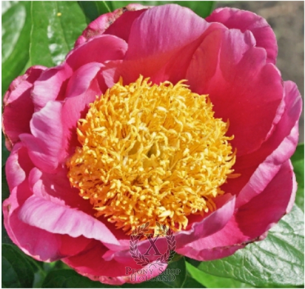 Peony Joyful Morning