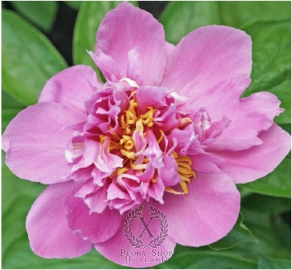 Peony Joyful Nobility