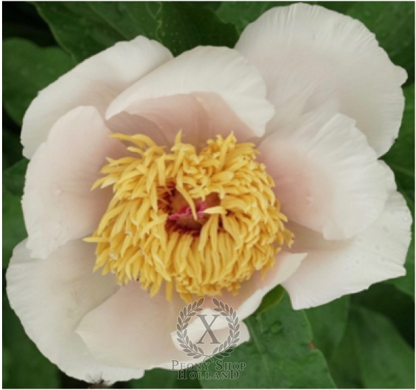 Peony Joyful Note