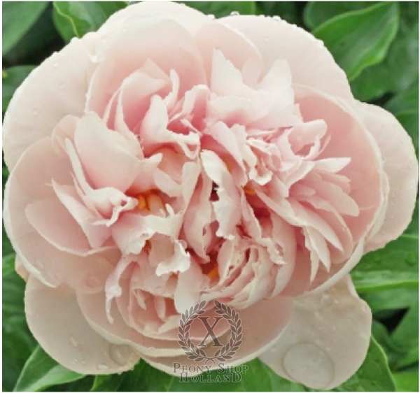 Peony Joyful Romantic