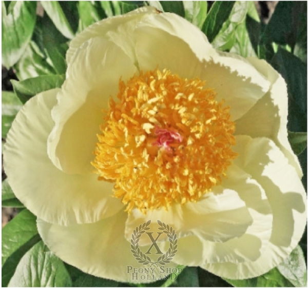 Peony Joyful Sun