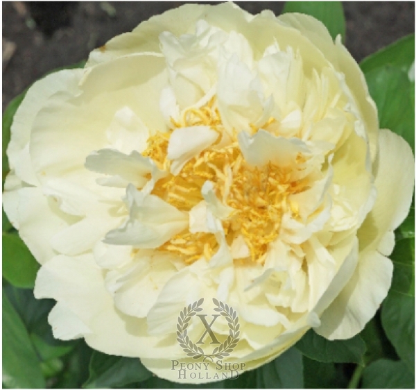 Peony Joyful Well