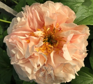 Thumbnail of Peony Judegement of Paris, image 1 of 5