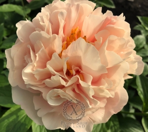 Thumbnail of Peony Judegement of Paris, image 2 of 5