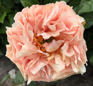 Thumbnail of Peony Judegement of Paris, image 3 of 5