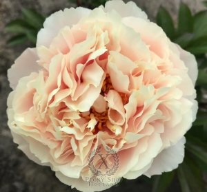 Thumbnail of Peony Judegement of Paris, image 4 of 5