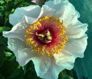 Thumbnail of Peony Juhannus Fire, image 2 of 4