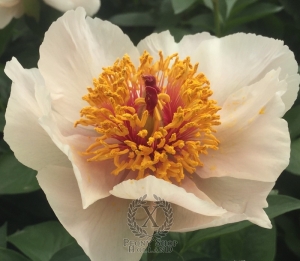 Thumbnail of Peony Juhannus Fire, image 3 of 4