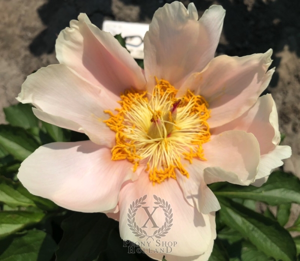 Peony Julia Domna
